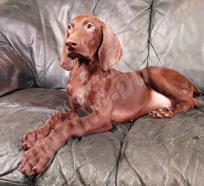 Щенок курцхаар